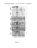 Method of Diagnosis of Infection by Mycobacteria and Reagents Therefor diagram and image