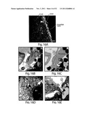 TARGETING OF ANTIGEN PRESENTING CELLS WITH IMMUNONANOTHERAPEUTICS diagram and image