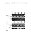 MARKER FOR GASTRIC CANCER AND METHOD FOR DETECTING GASTRIC CANCER diagram and image