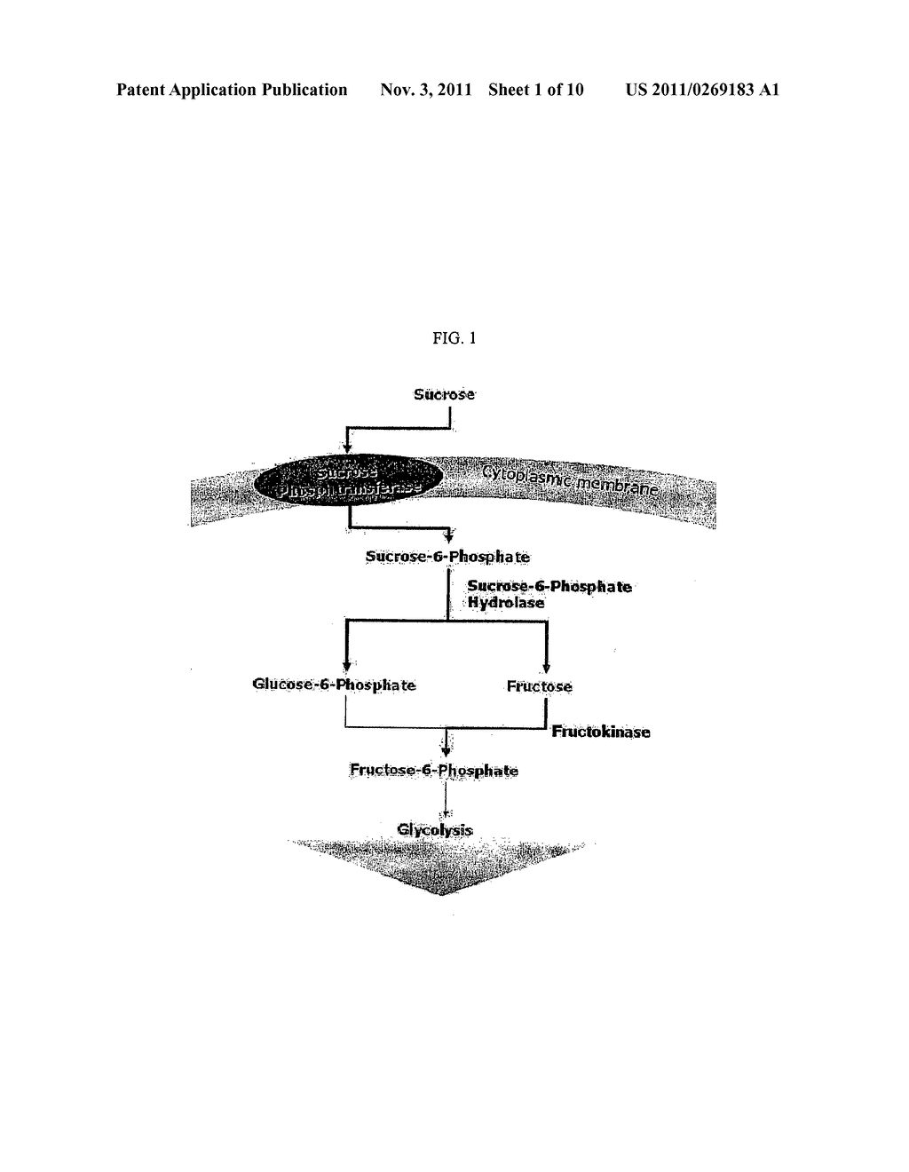 RECOMBINANT MICROORGANISM HAVING AN ABILITY OF USING SUCROSE AS A CARBON     SOURCE - diagram, schematic, and image 02