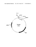 RECOMBINANT MICROORGANISM HAVING AN ABILITY OF USING SUCROSE AS A CARBON     SOURCE diagram and image