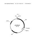 RECOMBINANT MICROORGANISM HAVING AN ABILITY OF USING SUCROSE AS A CARBON     SOURCE diagram and image