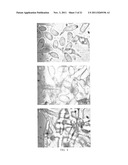 COENZYME Q10 PRODUCTION USING SPORIDIOBOLUS JOHNSONII diagram and image