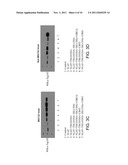 METHODS OF INHIBITING VIRAL REPLICATION diagram and image