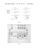 PROBES FOR DETECTING MUTATIONS OF kRas GENE, LIQUICHIP AND DETECTION     METHODS THEREOF diagram and image