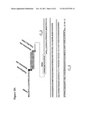 METHODS AND COMPOSITIONS TO GENERATE AND CONTROL THE EFFECTOR PROFILE OF T     CELLS BY SIMULTANEOUS LOADING AND ACTIVATION OF SELECTED SUBSETS OF     ANTIGEN PRESENTING CELLS diagram and image