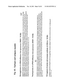 METHODS AND COMPOSITIONS TO GENERATE AND CONTROL THE EFFECTOR PROFILE OF T     CELLS BY SIMULTANEOUS LOADING AND ACTIVATION OF SELECTED SUBSETS OF     ANTIGEN PRESENTING CELLS diagram and image