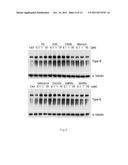 COMPOSITION FOR IMPROVING INFLAMMATORY DISEASE USING ABH ANTIGENS diagram and image