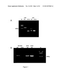 Method for the detection of gene transcripts in blood and uses thereof diagram and image