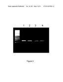 Method for the detection of gene transcripts in blood and uses thereof diagram and image