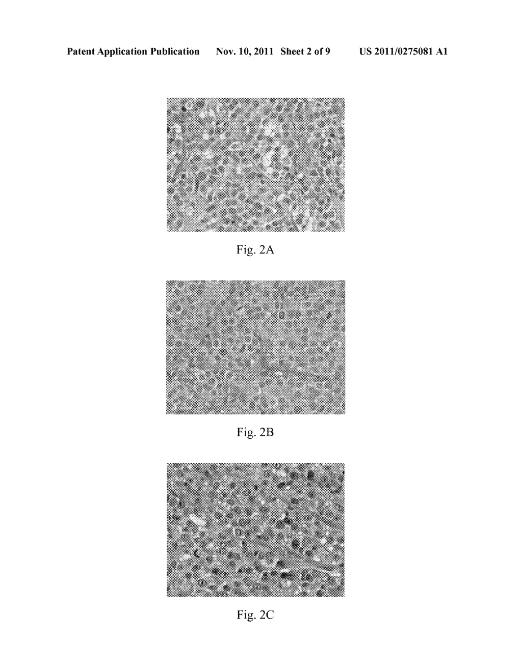 BIOMARKER FOR DIAGNOSIS OF CANINE CANCER - diagram, schematic, and image 03