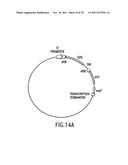 USE OF MULTIPLE RECOMBINATION SITES WITH UNIQUE SPECIFICITY IN     COMBINATIONAL CLONING diagram and image