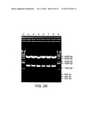 USE OF MULTIPLE RECOMBINATION SITES WITH UNIQUE SPECIFICITY IN     COMBINATIONAL CLONING diagram and image