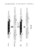 USE OF MULTIPLE RECOMBINATION SITES WITH UNIQUE SPECIFICITY IN     COMBINATIONAL CLONING diagram and image