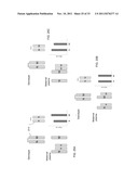 SIZE-BASED GENOMIC ANALYSIS diagram and image