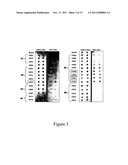 METHODS AND COMPOSITIONS FOR THE DETECTION AND TREATMENT OF PREECLAMPSIA diagram and image