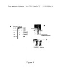 METHODS AND COMPOSITIONS FOR THE DETECTION AND TREATMENT OF PREECLAMPSIA diagram and image