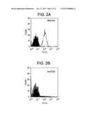 METHODS OF PREVENTING OR TREATING T CELL MALIGNANCIES BY ADMINISTERING     ANTI-CD2 ANTAGONISTS diagram and image