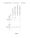 CLOSTRIDIUM CHAUVOEI POLYPEPTIDE, DNA ENCODING THE POLYPEPTIDE AND A     VACCINE COMPRISING THE POLYPEPTIDE diagram and image