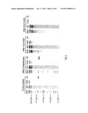 NOVEL SURFACE EXPOSED IMMUNOGLOBULIN D-BINDING PROTEIN FROM MORAXELLA     CATARRHALIS diagram and image