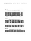 SIRNA OF NF-KB P105 FOR INHIBITING CELL PROLIFERATION AND MIGRATION AND A     COMPOSITION COMPRISING SAME diagram and image