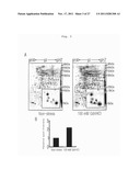 PREPARATION METHOD OF RECOMBINANT PROTEIN BY USE OF A FUSION EXPRESSION     PARTNER diagram and image