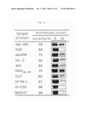 PREPARATION METHOD OF RECOMBINANT PROTEIN BY USE OF A FUSION EXPRESSION     PARTNER diagram and image