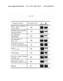 PREPARATION METHOD OF RECOMBINANT PROTEIN BY USE OF A FUSION EXPRESSION     PARTNER diagram and image