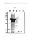 PREPARATION METHOD OF RECOMBINANT PROTEIN BY USE OF A FUSION EXPRESSION     PARTNER diagram and image