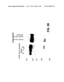 COMPOSITIONS AND METHODS OF TREATING DISEASE WITH FGFR FUSION PROTEINS diagram and image