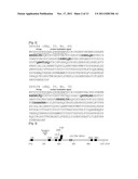 Novel Zinc Finger Nuclease and Uses Thereof diagram and image