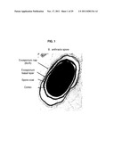 BACILLUS BASED DELIVERY SYSTEM AND METHODS OF USE diagram and image