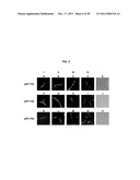 BACILLUS BASED DELIVERY SYSTEM AND METHODS OF USE diagram and image