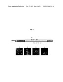 BACILLUS BASED DELIVERY SYSTEM AND METHODS OF USE diagram and image