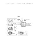 BACILLUS BASED DELIVERY SYSTEM AND METHODS OF USE diagram and image