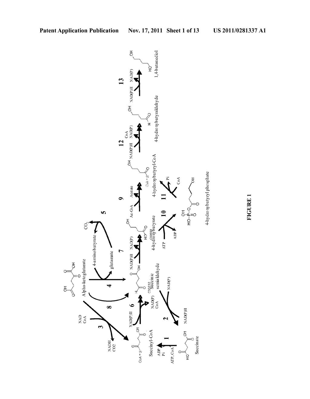 MICROORGANISMS FOR THE PRODUCTION OF 1,4-BUTANEDIOL - diagram, schematic, and image 02