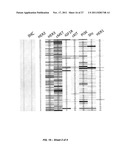 DRUG SELECTION FOR GASTRIC CANCER THERAPY USING ANTIBODY-BASED ARRAYS diagram and image