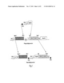 MULTI-CHAIN EUKARYOTIC DISPLAY VECTORS AND USES THEREOF diagram and image