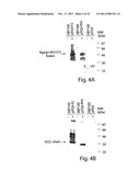 MULTI-CHAIN EUKARYOTIC DISPLAY VECTORS AND USES THEREOF diagram and image