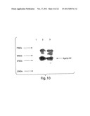 MULTI-CHAIN EUKARYOTIC DISPLAY VECTORS AND USES THEREOF diagram and image