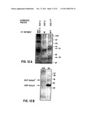 Vascular Endothelial Growth Factor D (VEGF-D) Antibodies and Vectors, and     Methods of Uses diagram and image