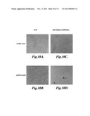 SUPER-LOW FOULING SULFOBETAINE MATERIALS AND RELATED METHODS diagram and image