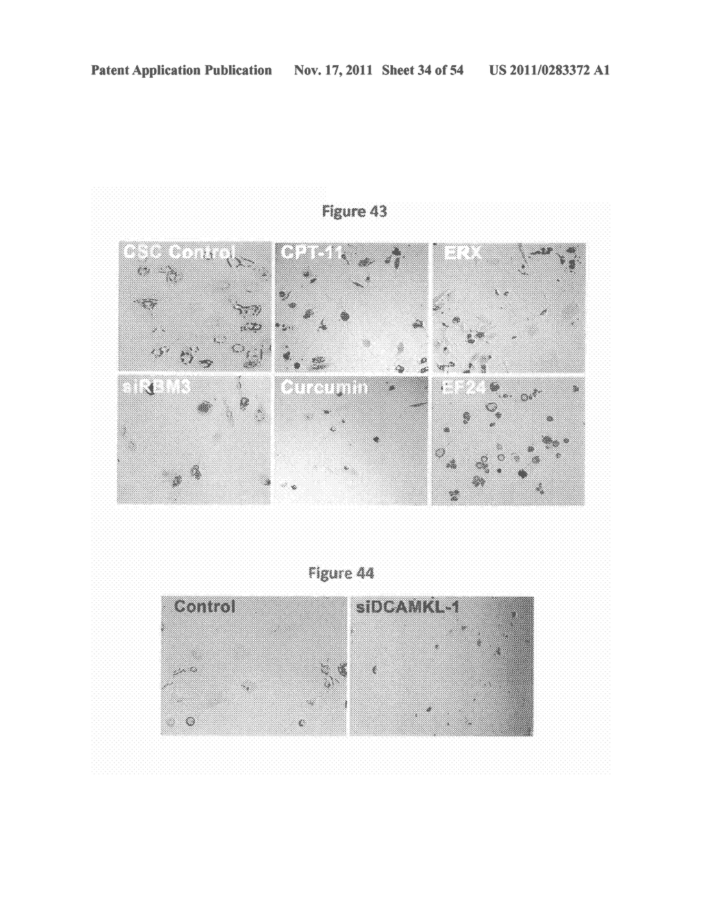 COMPOSITIONS USEFUL FOR CANCER DETECTION AND TREATMENT, A CANCER STEM CELL     MODEL, AND METHODS OF PRODUCTION AND USE THEREOF - diagram, schematic, and image 35