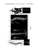 Visualization of Medical Image Data With Localized Enhancement diagram and image