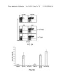 CD40 AGONIST ANTIBODY /TYPE 1 INTERFERON SYNERGISTIC ADJUVANT COMBINATION,     CONJUGATES CONTAINING AND USE THEREOF AS A THERAPEUTIC TO ENHANCE     CELLULAR IMMUNITY diagram and image