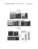 APPARATUS AND METHOD FOR FABRICATING 3D SCAFFOLD diagram and image