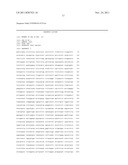 Probes for Detection of NAT2 Gene, Reagent Containing the Same, and The     Uses Thereof diagram and image