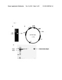 RECOMBINANT BETA-GALACTOSIDASE DERIVED FROM STREPTOCOCCUS PNEUMONIAE diagram and image