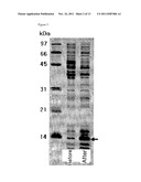 EXPRESSION VECTOR CONTAINING THE MAJOR ENVELOPE PROTEIN P9 OF CYSTOVIRUS     PHI6 AS A FUSION PARTNER, AND PROCESS FOR PRODUCING A MEMBRANE PROTEIN     USING THE SAME diagram and image