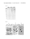 EXPRESSION VECTOR CONTAINING THE MAJOR ENVELOPE PROTEIN P9 OF CYSTOVIRUS     PHI6 AS A FUSION PARTNER, AND PROCESS FOR PRODUCING A MEMBRANE PROTEIN     USING THE SAME diagram and image